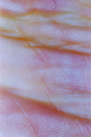 Haut