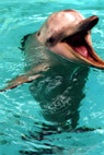 delphin