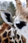 giraffe
