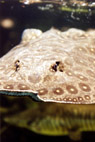 stachelrochen