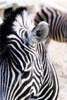 zebra